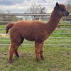 TOFT Jargel Elite Brown huacaya female for sale at TOFT Alpaca Stud